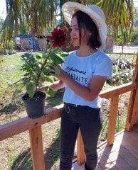 Dahlia Yıldız Çiçeği ( Saksıda ) Boylu Çeşit