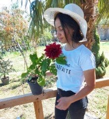 Dahlia Yıldız Çiçeği ( Saksıda ) Boylu Çeşit