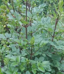 Dahlia Yıldız Çiçeği ( Saksıda ) Boylu Çeşit