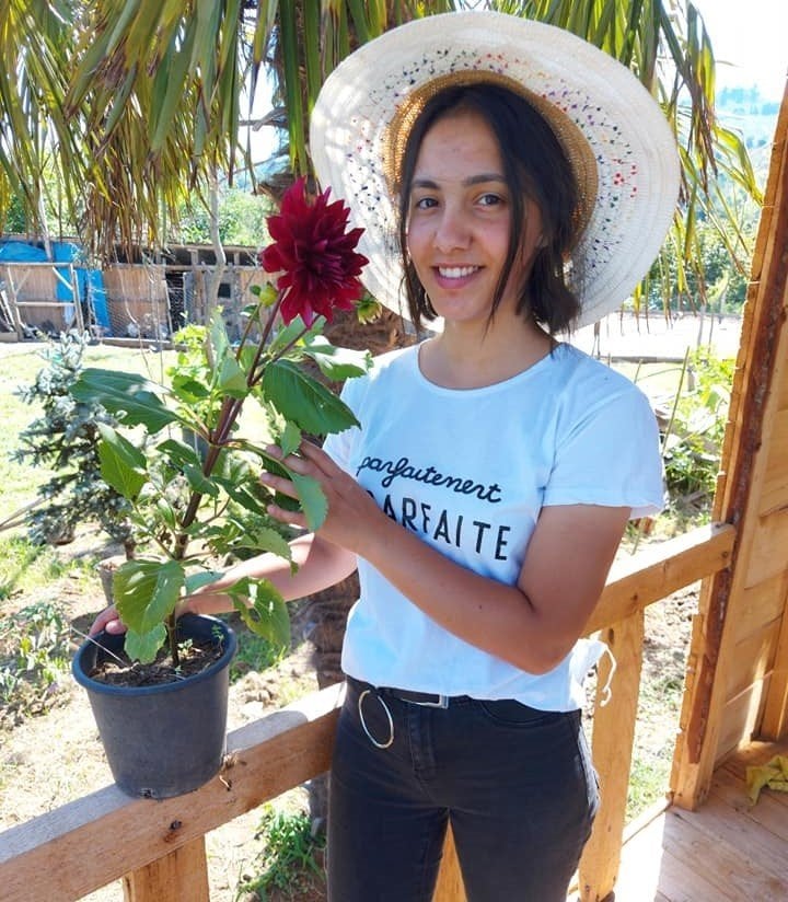 Dahlia Yıldız Çiçeği ( Saksıda ) Boylu Çeşit