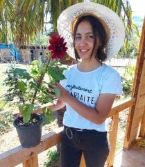 Dahlia Yıldız Çiçeği ( Saksıda ) Boylu Çeşit