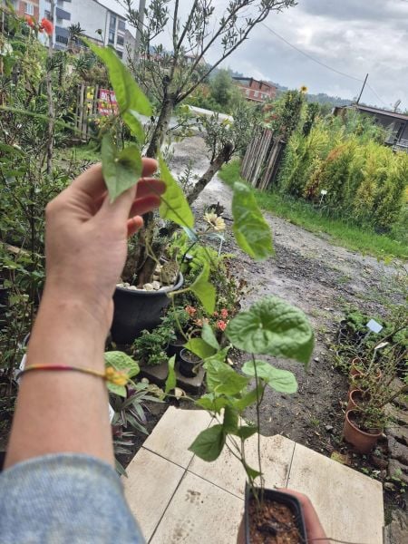 Çin Aşk Sarmaşığı Fidanı 50 cm