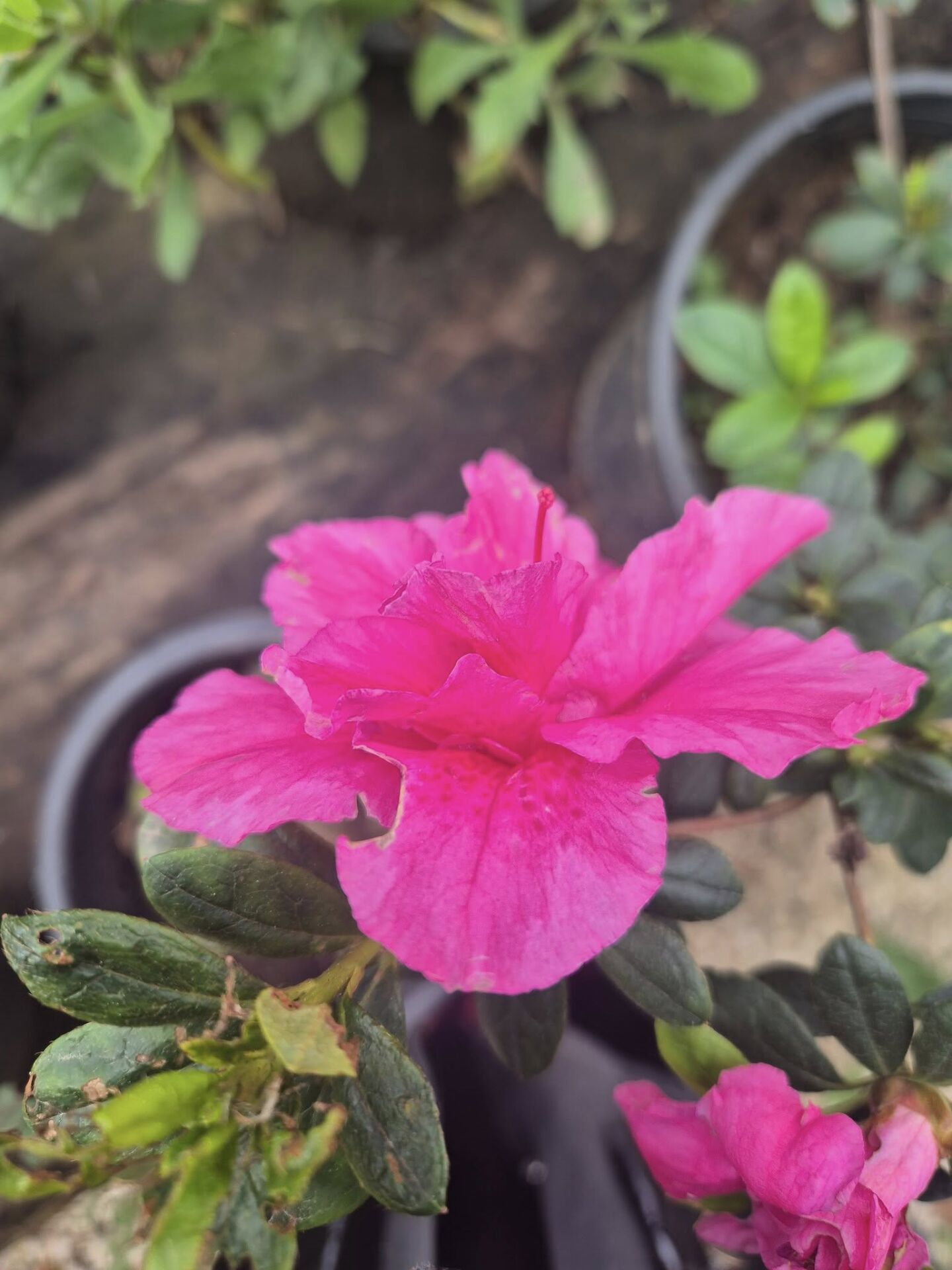 Açelya Fidanı 120-130 cm