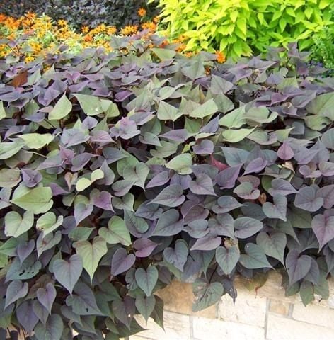 Ipomoe Batatas Sweet Caroline Purple Tatlı Patates Sarmaşığı