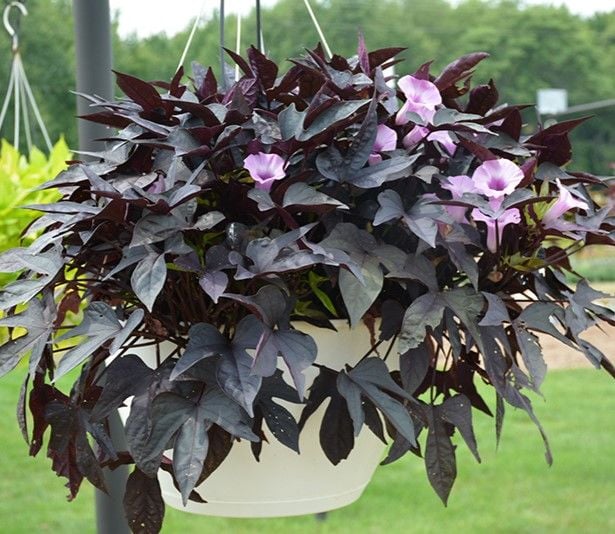 Ipomoe Batatas Sweet Caroline Purple Tatlı Patates Sarmaşığı