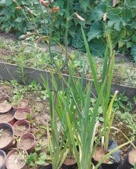 Montbretia  Crocosmia-Şeytan Çatlatan Fidanı