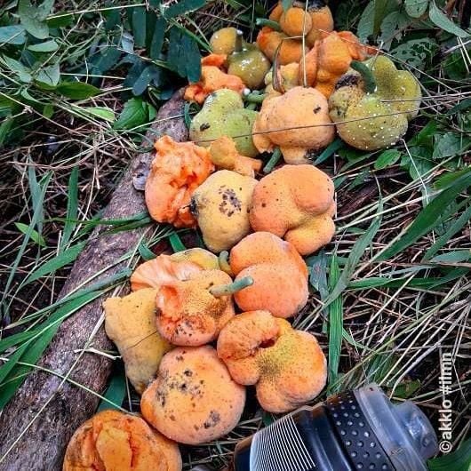 Maymun Meyvesi (Artocarpus Lacucha) 30 cm