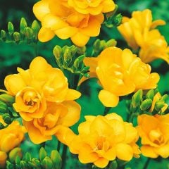 Freesia ( Frezya ) Sarı Katlı -Kokulu