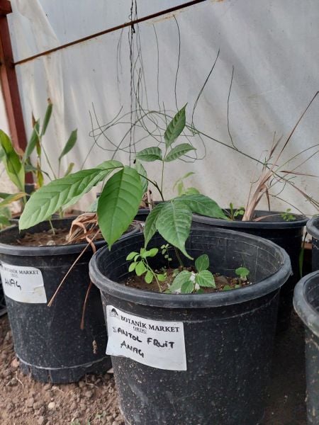 Santol Fruit Sandoricum Koetjape 30.40 cm