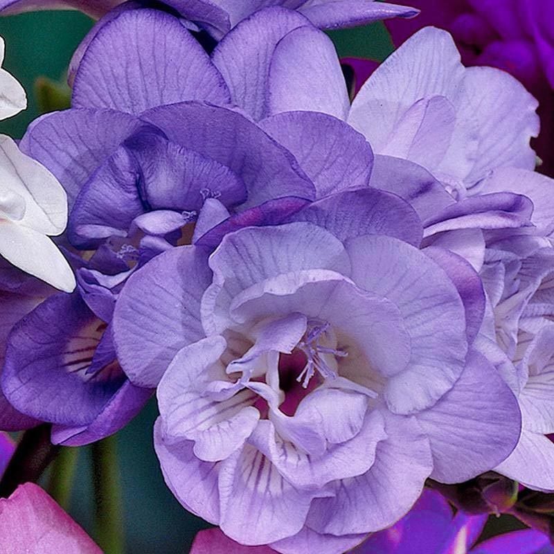 Freesia ( Frezya ) Mor Katlı -Kokulu-Saksı içinde 1 Adet Canlı Bitki