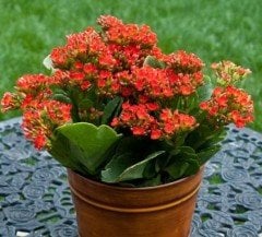 Kalanchoe Mix