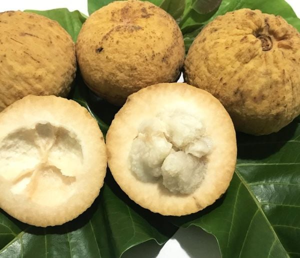 Santol Fruit Sandoricum Koetjape 30.40 cm