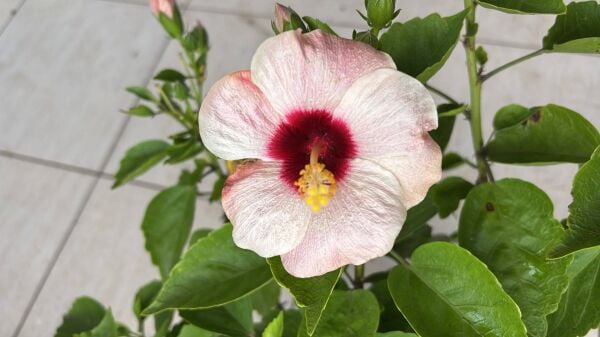 Japon Gülü (Çin Gülü) Fidanı 80-90 cm
