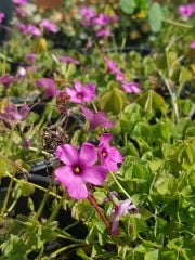 Oxalis Rosea (Pembe çiçekli Süs yoncası, uyku çiçeği)