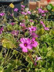 Oxalis Rosea (Pembe çiçekli Süs yoncası, uyku çiçeği)