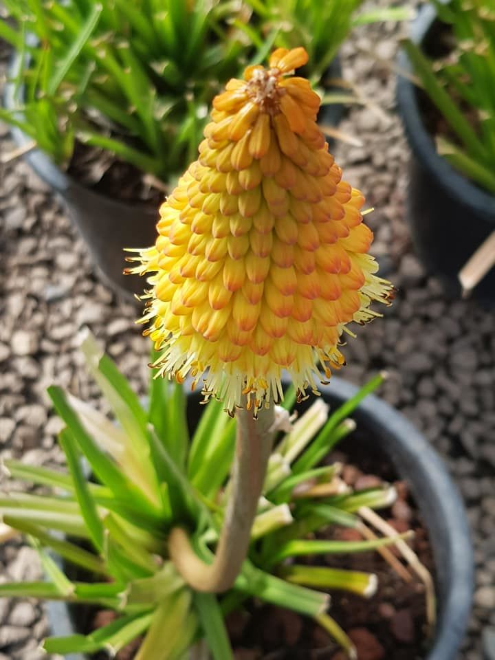 Kniphofia Alcazar  Meşale Zambağı Fener Çiçeği Fidesi