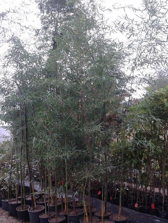 Bambu Bambusa Fidanı 350-400 cm-Her Saksıda en az 10 Fidan mevcut