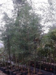 Bambu Bambusa Fidanı 350-400 cm-Her Saksıda en az 10 Fidan mevcut