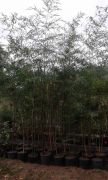 Bambu Bambusa Fidanı 350-400 cm-Her Saksıda en az 10 Fidan mevcut