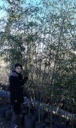 Bambu Bambusa Fidanı 350-400 cm-Her Saksıda en az 10 Fidan mevcut