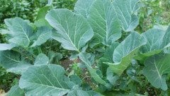 5 Adet Saksılı Kara Lahana Fidesi