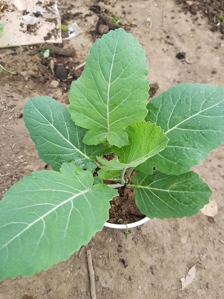 5 Adet Saksılı Kara Lahana Fidesi