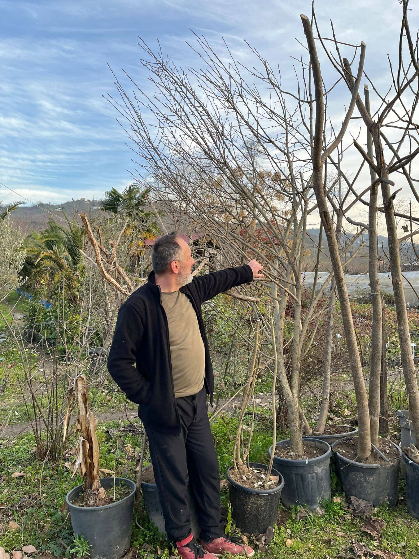 Ağaç Hatmi 300 cm-Bol çiçek açan Bitki-Gövde Çevresi 24-28 cm