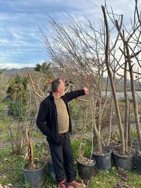 Ağaç Hatmi 300 cm-Bol çiçek açan Bitki-Gövde Çevresi 24-28 cm