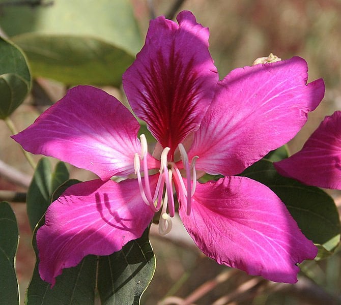 Bauhinia Purpurea (Mor Orkide Ağacı) 40 cm