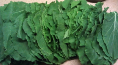 5 Adet Saksılı Kara Lahana Fidesi