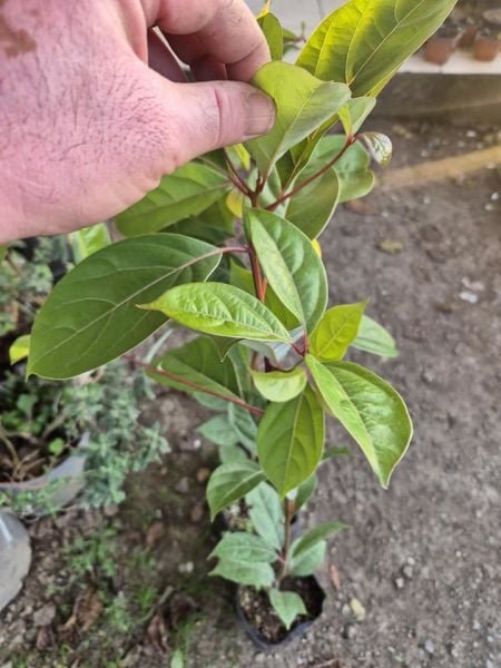 Cinnamomum Camphora Yalancı Tarçın Kafur Ağacı fidanı 100 cm