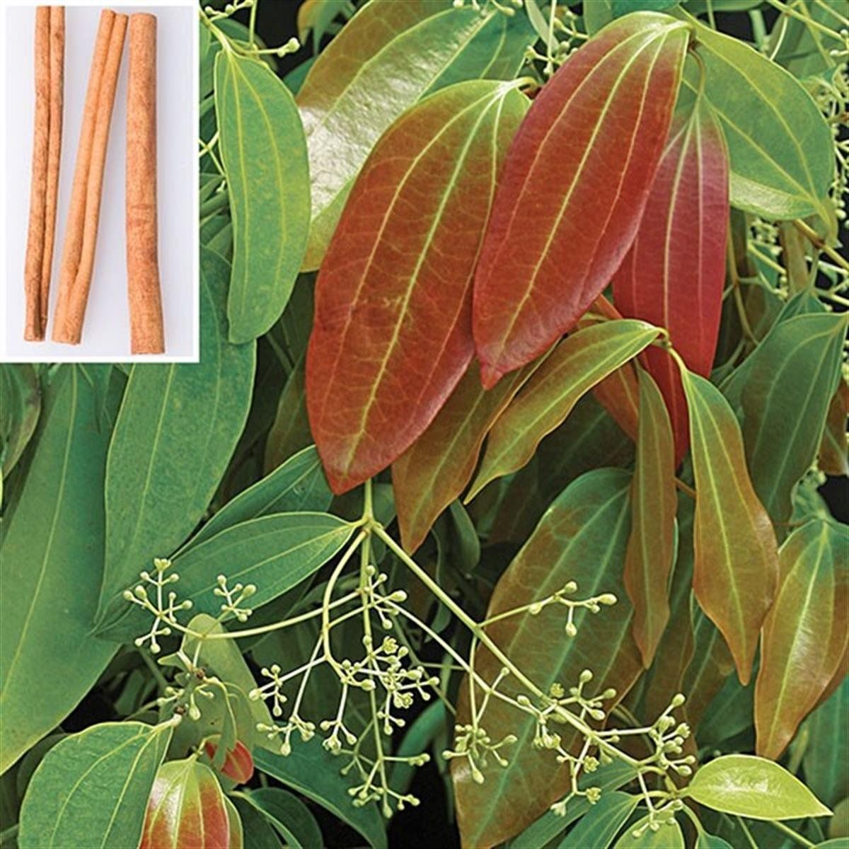 Cinnamomum Camphora Yalancı Tarçın Kafur Ağacı fidanı 100 cm