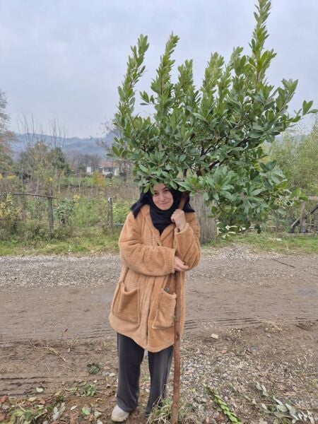 Kocayemiş Fidanı 12 Yaş- 200-220 cm