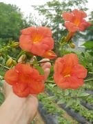 Acem Borusu Fidanı 60-100 cm