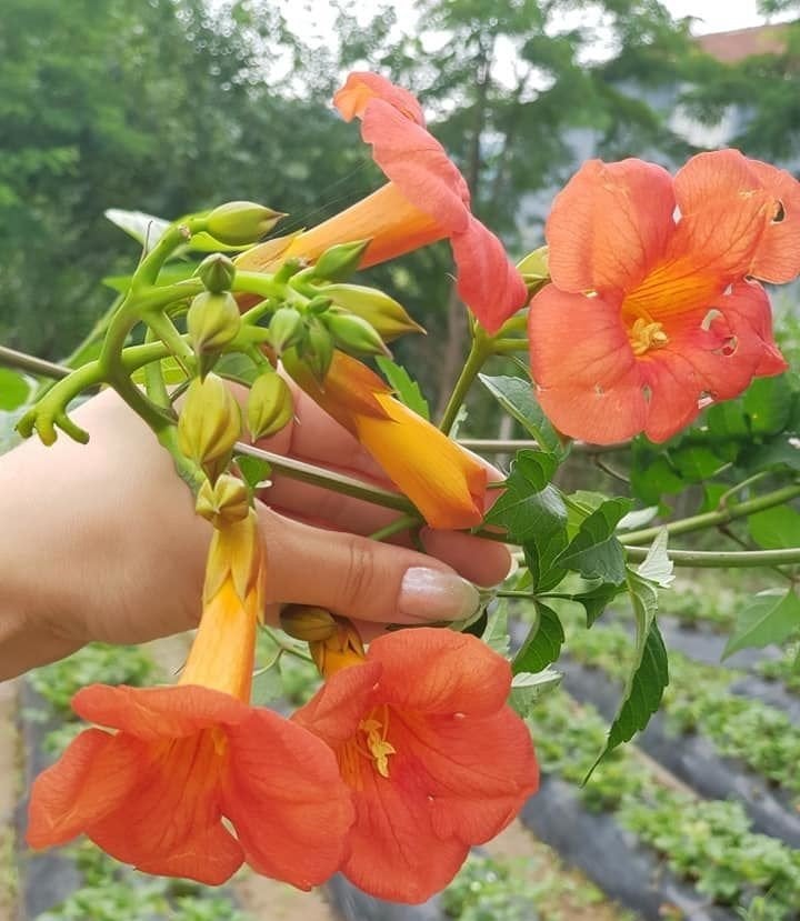 Acem Borusu Fidanı 60-100 cm