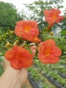 Acem Borusu Fidanı 60-100 cm