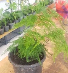 Tül kuşkonmaz (Asparagus setaceus)