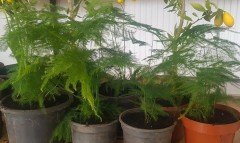 Tül kuşkonmaz (Asparagus setaceus)