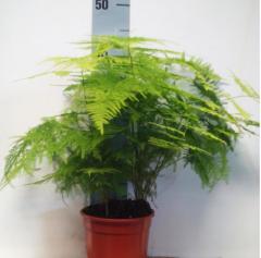 Tül kuşkonmaz (Asparagus setaceus)