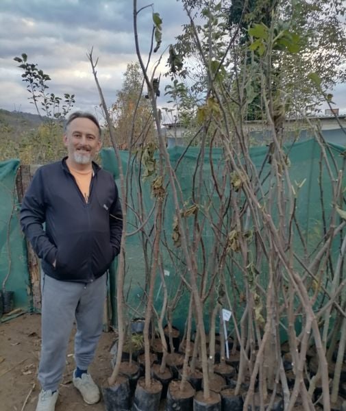 Patlıcan İnciri Fidanı 3-4 Yaş- Boy 100-130 cm