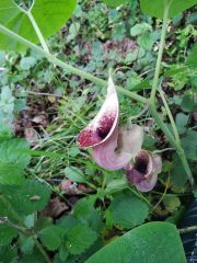 Aristolochia clematitis Lohusa Otu Yerli Pipo Pelikan çok yakında satışta.