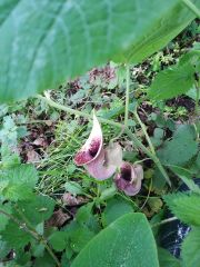 Aristolochia clematitis Lohusa Otu Yerli Pipo Pelikan