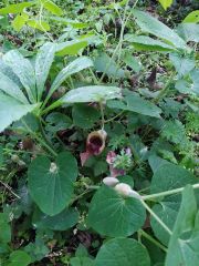 Aristolochia clematitis Lohusa Otu Yerli Pipo Pelikan çok yakında satışta.