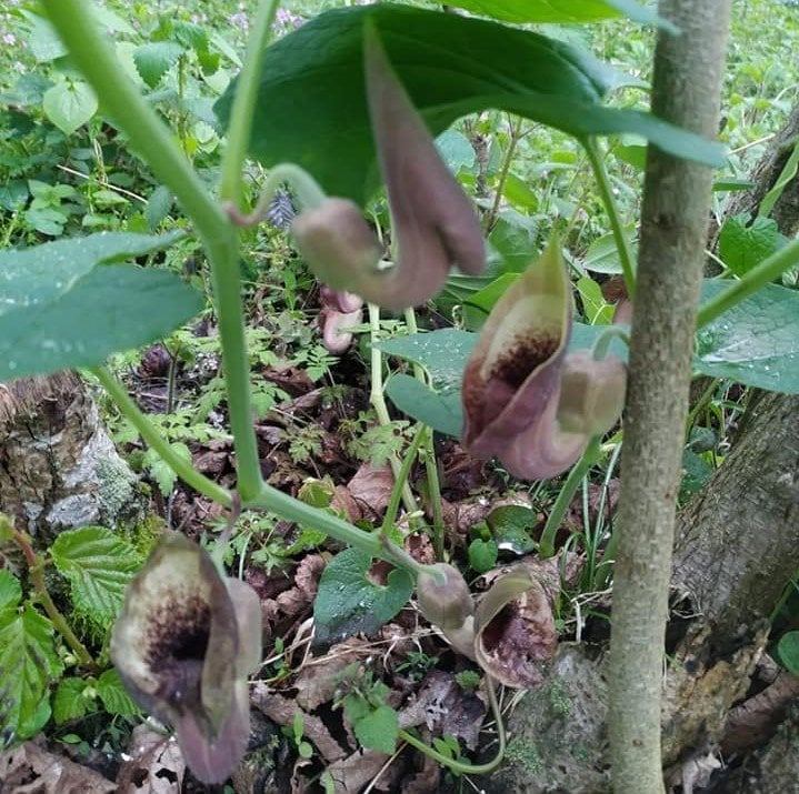 Aristolochia clematitis Lohusa Otu Yerli Pipo Pelikan