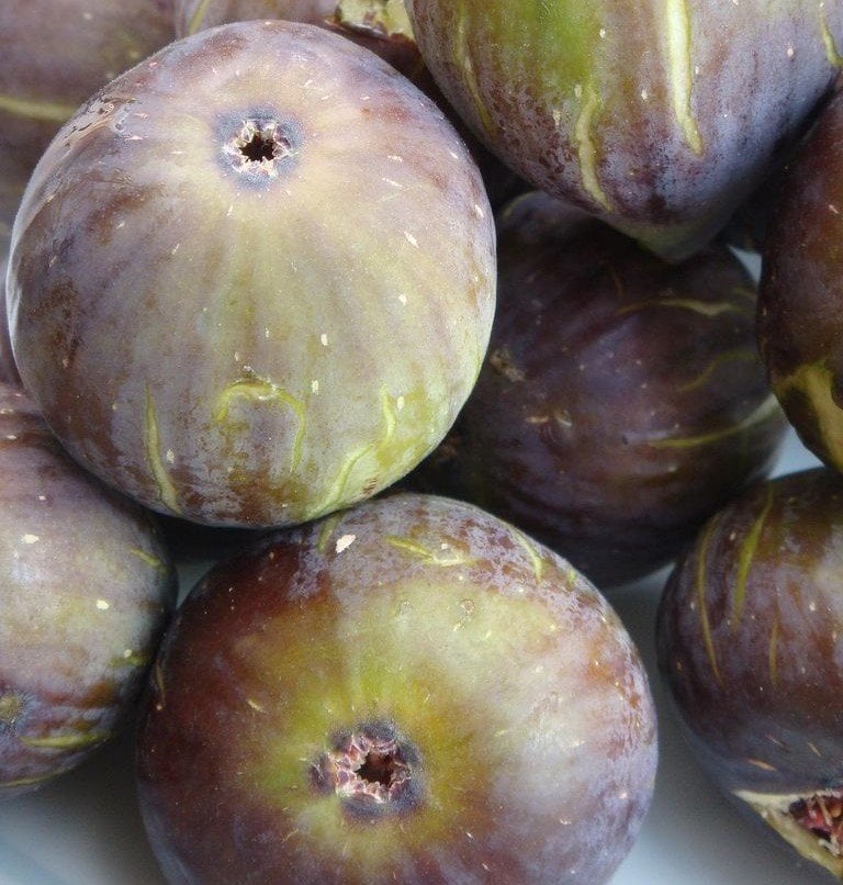 Patlıcan İnciri Fidanı 3-4 Yaş- Boy 100-130 cm