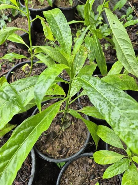 Melisa- Parfüm Çiçeği (Cestrum Nocturnum)