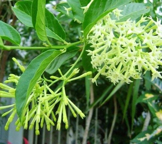 Melisa- Parfüm Çiçeği (Cestrum Nocturnum)
