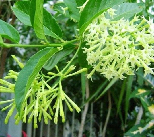 Melisa- Parfüm Çiçeği (Cestrum Nocturnum) 0-20 cm