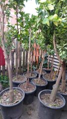 Kanlı Greyfurt Fidanı 5 Yaş-200-230 cm