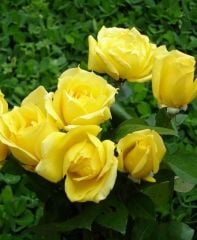 Sarı Hürrem Gülü Fidanı Kokulu-Açık Köklü